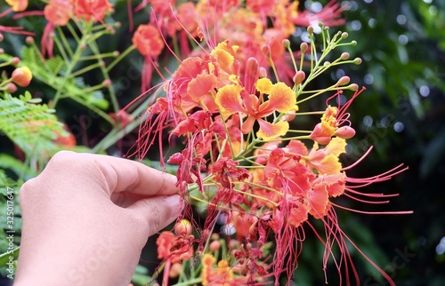 Hand Holding Red Peacock Flowers on Tree photo