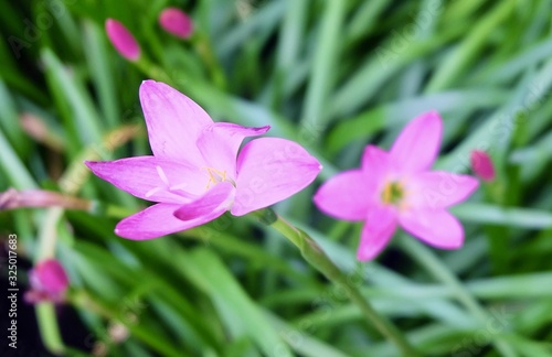 Beautiful Rain Lily Flowers in A Garden