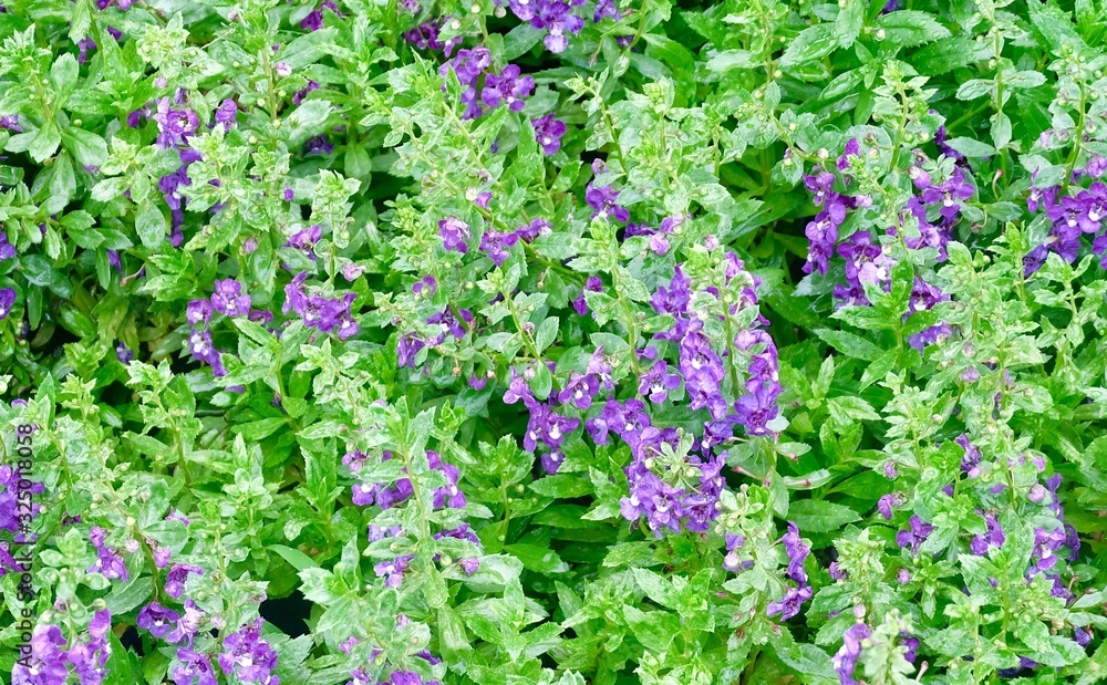 Obraz premium Fresh Beautiful Purple Angelonia Goyazensis Benth Flowers