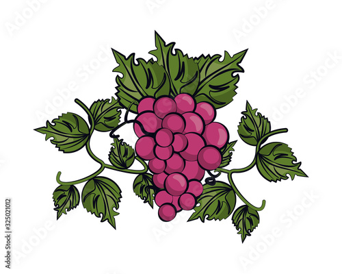 grapes fresh fruits isolated icon