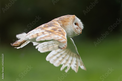 A close up profile view of a barn owl, tyto alba, in flight flying from right to left photo