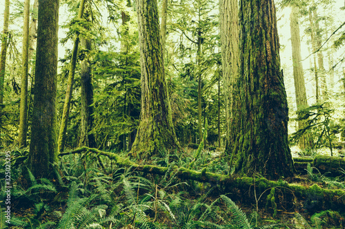 MacMillan Provincial Park. The park is home to a famous, 157 hectare stand of ancient Douglas-fir, known as Cathedral Grove. photo