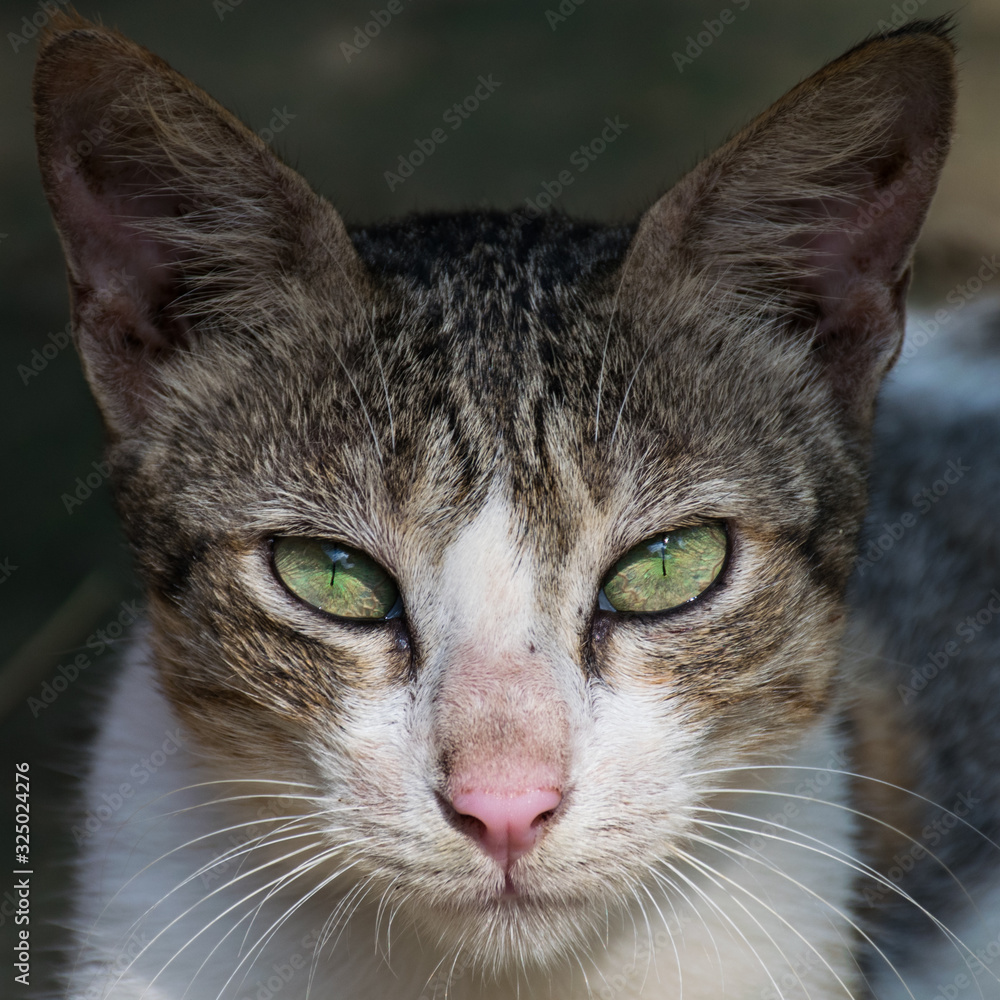 Portrait of Cat with Green Eyes Portrait of Cat with Green Eyes