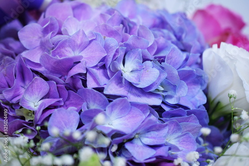 Fototapeta Naklejka Na Ścianę i Meble -  Beautiful purple hydrangea flower close up made with filter color