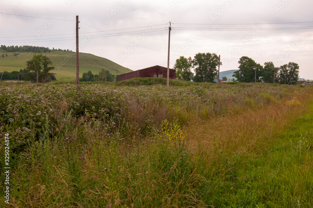 Green meadow with lonely green trees far away and blue calm tender sky above. Yellow dry grass. Electric poles in the field. Small town far away.Travelling. Landscapes 