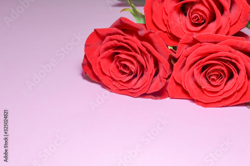 red roses on a purple background
