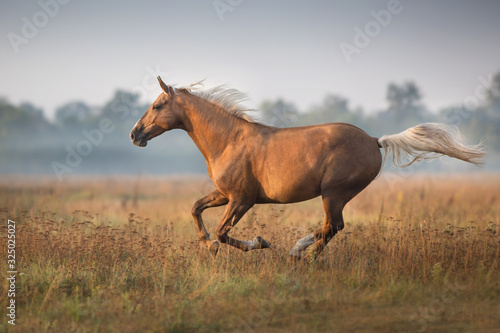 Palomino horse run gallop in morning fog