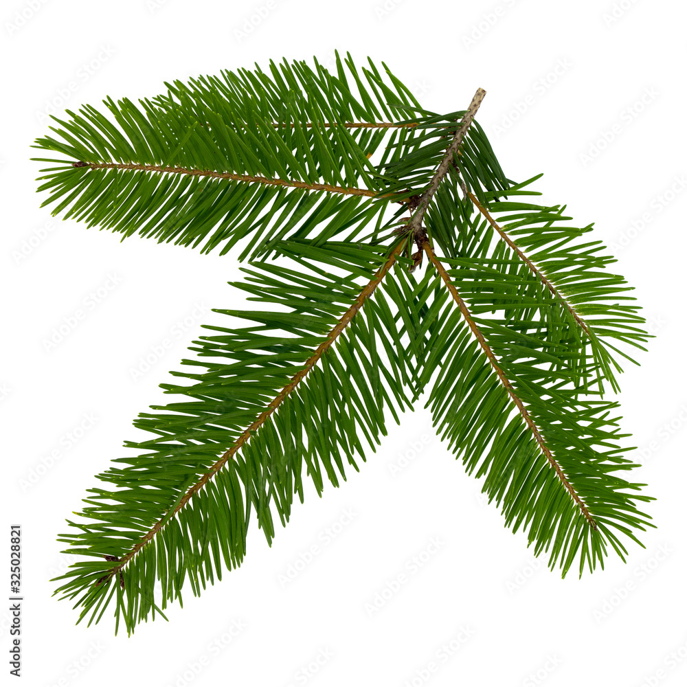 Twig of spruce isolated on a white background