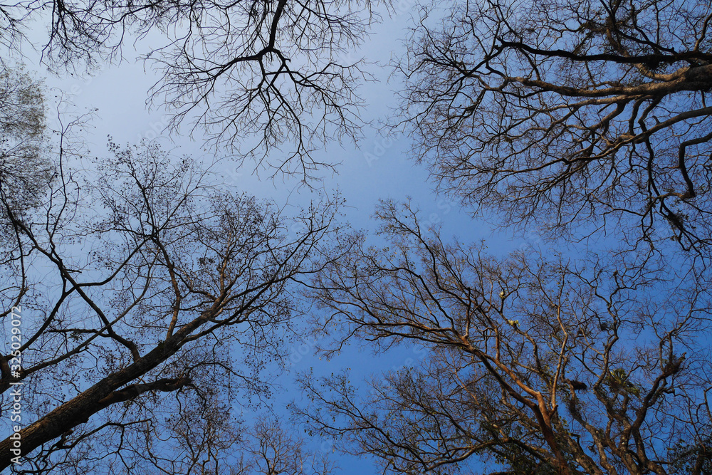 looking up dead tree branch looking up dead tree branch
