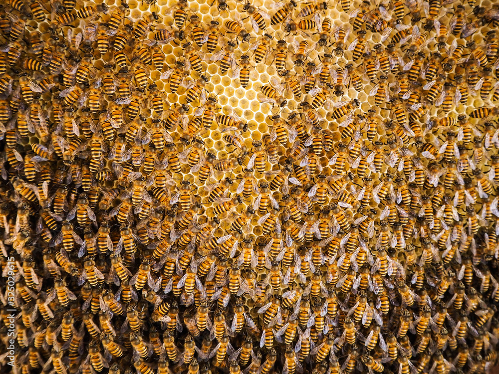 Group of bees Working on honeycombs in beehives in an apiary Group of bees Working on honeycombs in beehives in an apiary