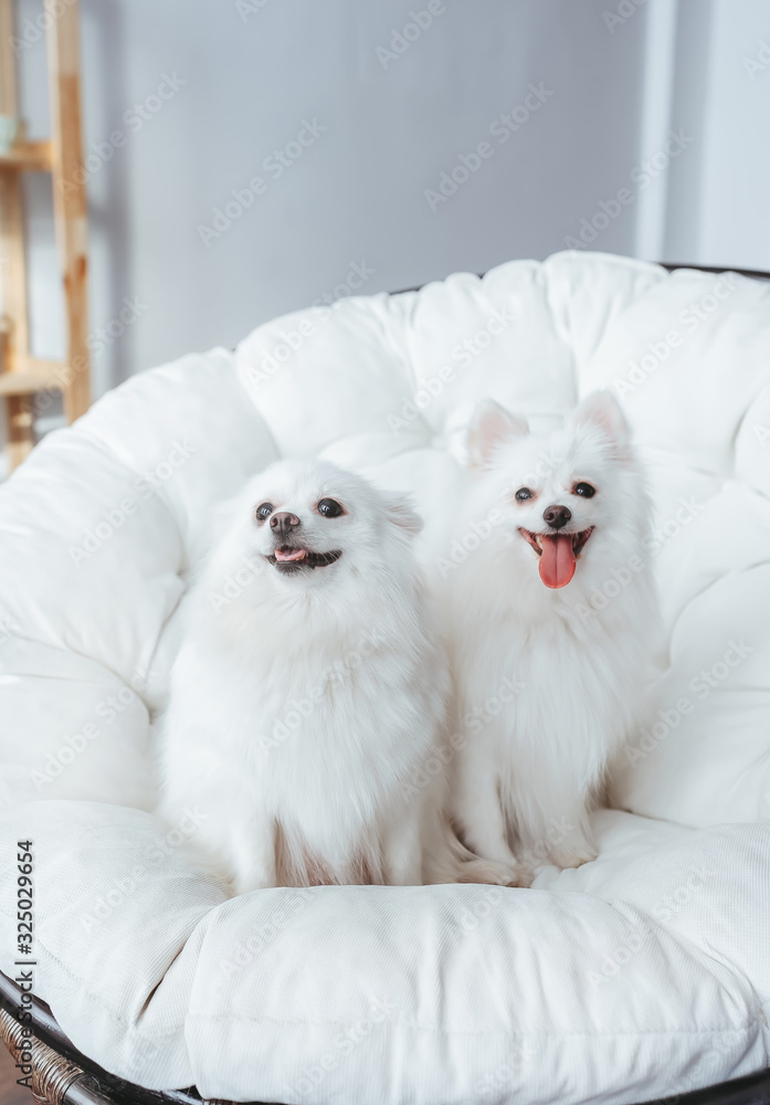 Two spitz dog is sitting on pet soft armchair at living room.