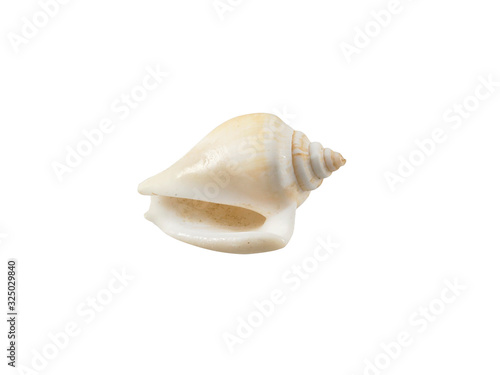 Empty seashell isolated on white background