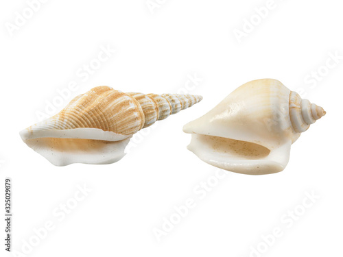 Empty seashell isolated on white background
