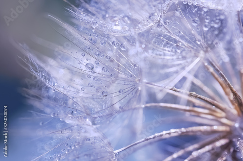 Abstract macro, dandelion closeup with dew or water drops. Beautiful spring or summer background. Selective soft focus.