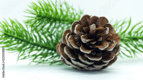 Bump and branches of green spruce on a white background. The concept of greeting cards, holidays and ecology.