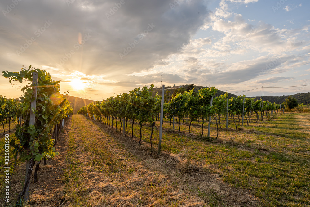 A vineyard at Kahlenberg near Vienna in Austria during sunset