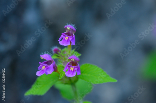 Gemeiner Hohlzahn (Galeopsis tetrahit)	 photo