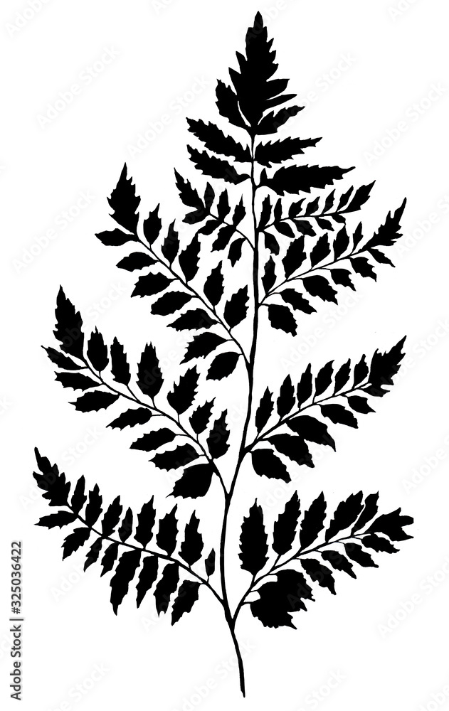 Fern sprig hand-drawn black, leaf graphic, isolated, fern, field grass, for printing on paper and fabric. Fern sprig hand-drawn black, leaf graphic, isolated, fern, field grass, for printing on paper and fabric.