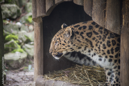 Portrait of leopard observing in wooden hut