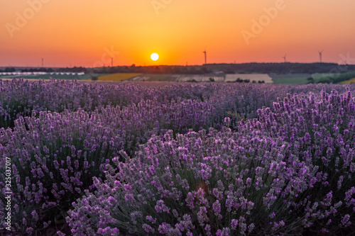 Beautiful sunset sky over a field of lavender and wind turbines, Gorun, Bulgaria