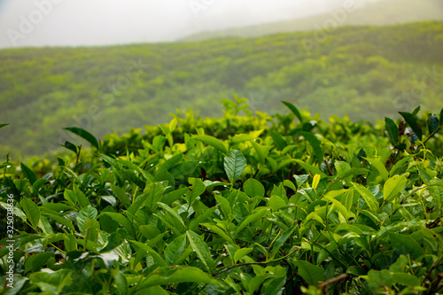 Sabah Highland Tea plantation, Borneo, Malaysia. Lush foliage, green fields, organic production. beautiful background