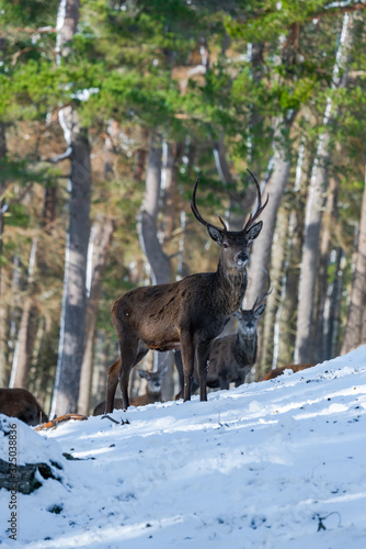 Scottish red deer  Cervus elaphus  in snowy winter forest in Scotland
