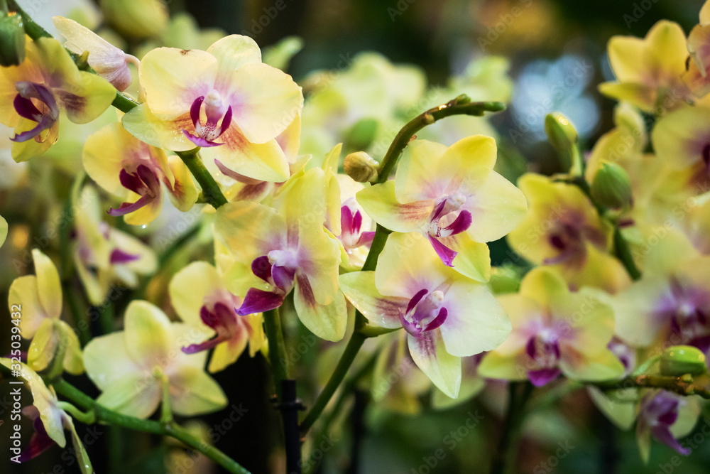 Obraz premium Blooming orchids in the greenhouse. Colored Orchid flowers grow in a tropical winter garden.