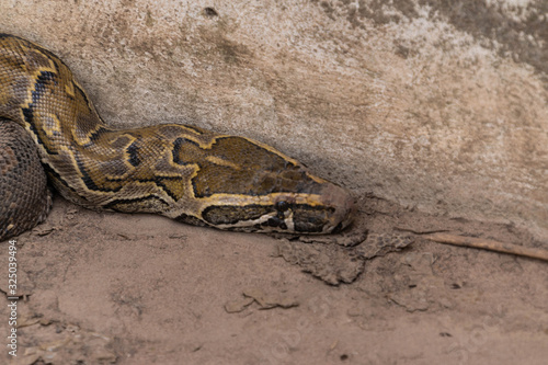 Wildlife of The Gambia Africa