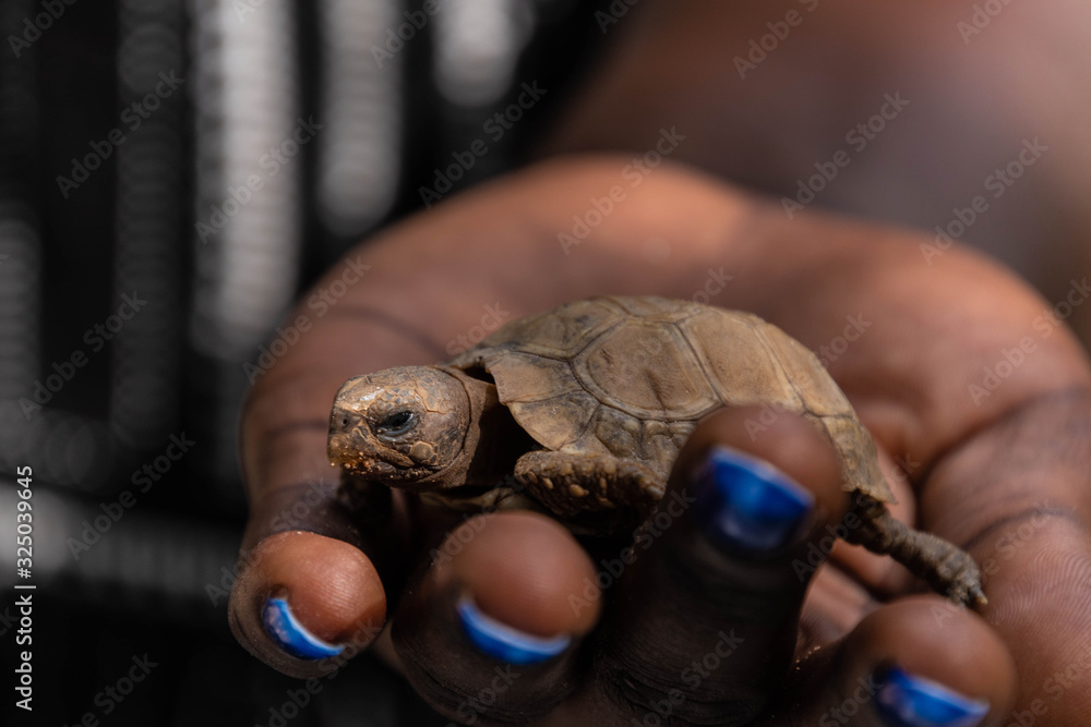 Φωτογραφία Wildlife of The Gambia Africa