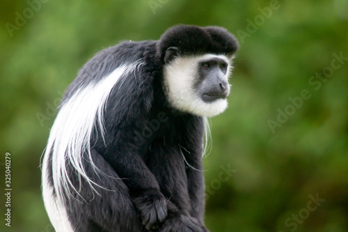 Obraz na plátně Singe gibbon à mains blanches en gros plan
