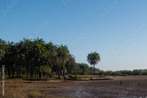 Mangrove forest and creek The Gambia Africa