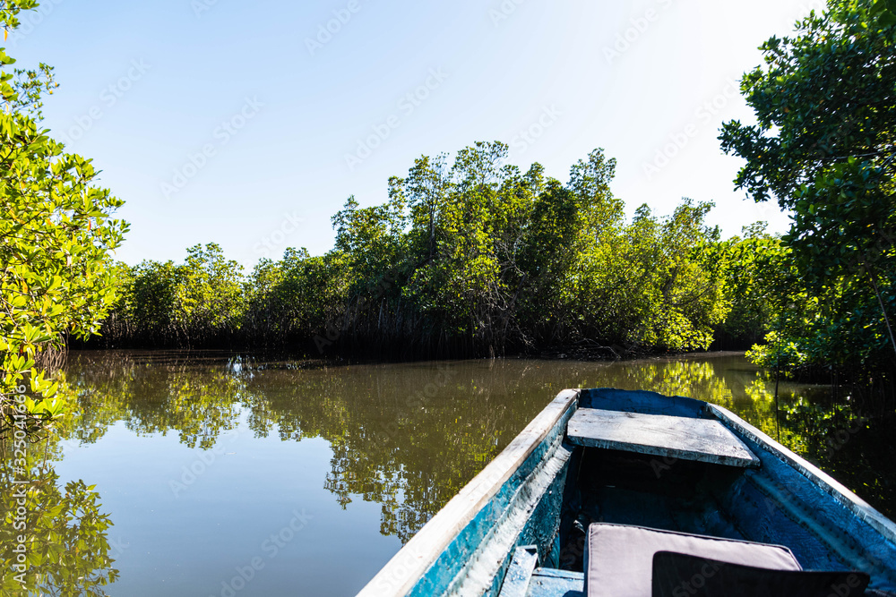 Mangrove forest and creek The Gambia Africa Mangrove forest and creek The Gambia Africa