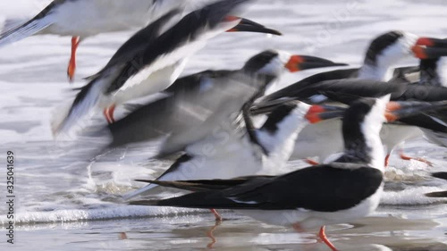 a group of black skimmers in flight