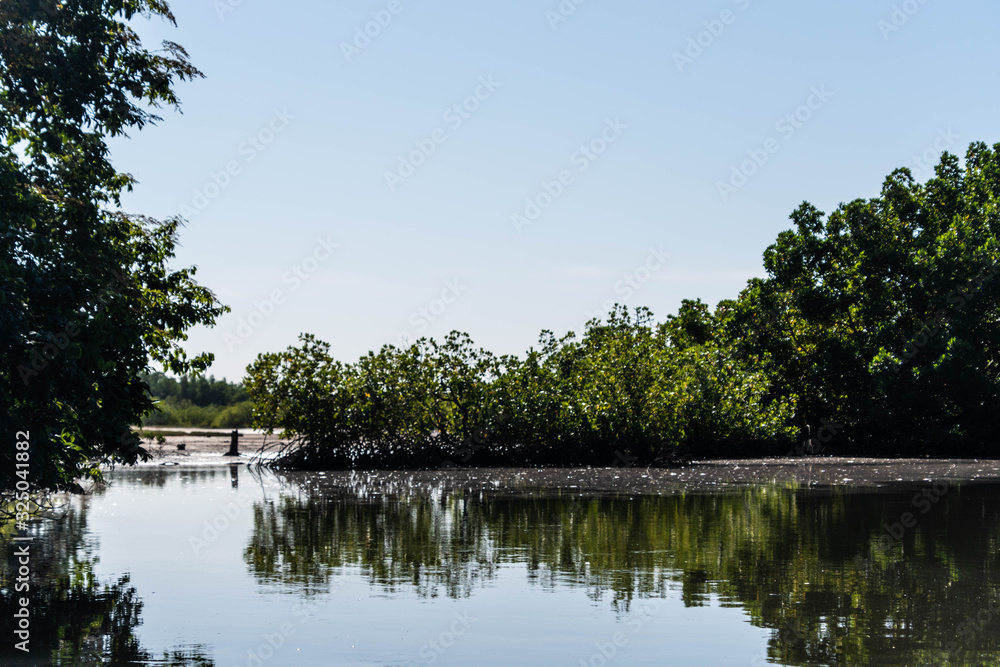 Mangrove forest and creek The Gambia Africa