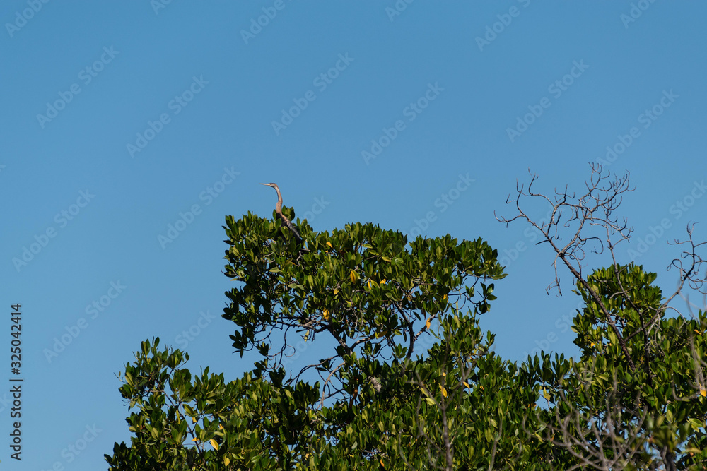 Mangrove forest and creek The Gambia Africa Mangrove forest and creek The Gambia Africa