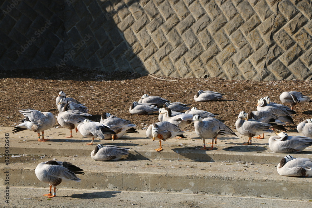 Obraz premium インドガン