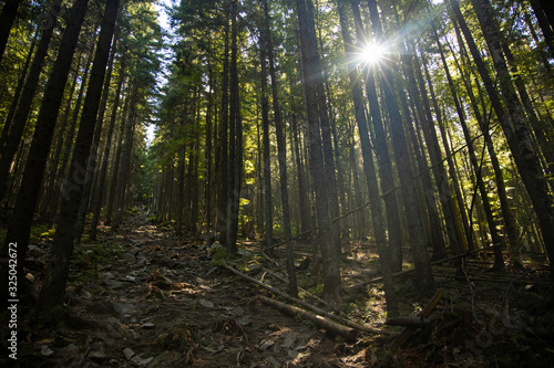 soft focus steep hill mountain forest highland pine trees nature photography foreshortening from below in morning sun rise time with light glare and rays through branches