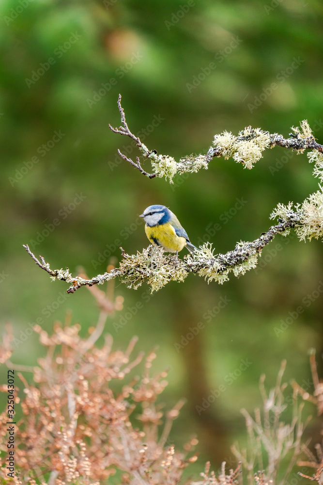 Blue tit (Cyanistes caeruleus) on a tree branch in a forest - selective focus Blue tit (Cyanistes caeruleus) on a tree branch in a forest - selective focus