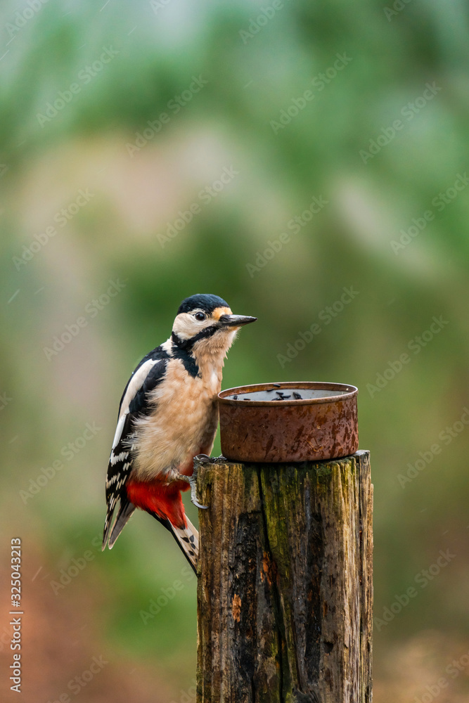 Obraz premium Great spotted woodpecker (Dendrocopos major) on a wooden pole with bird feeder - selective focus