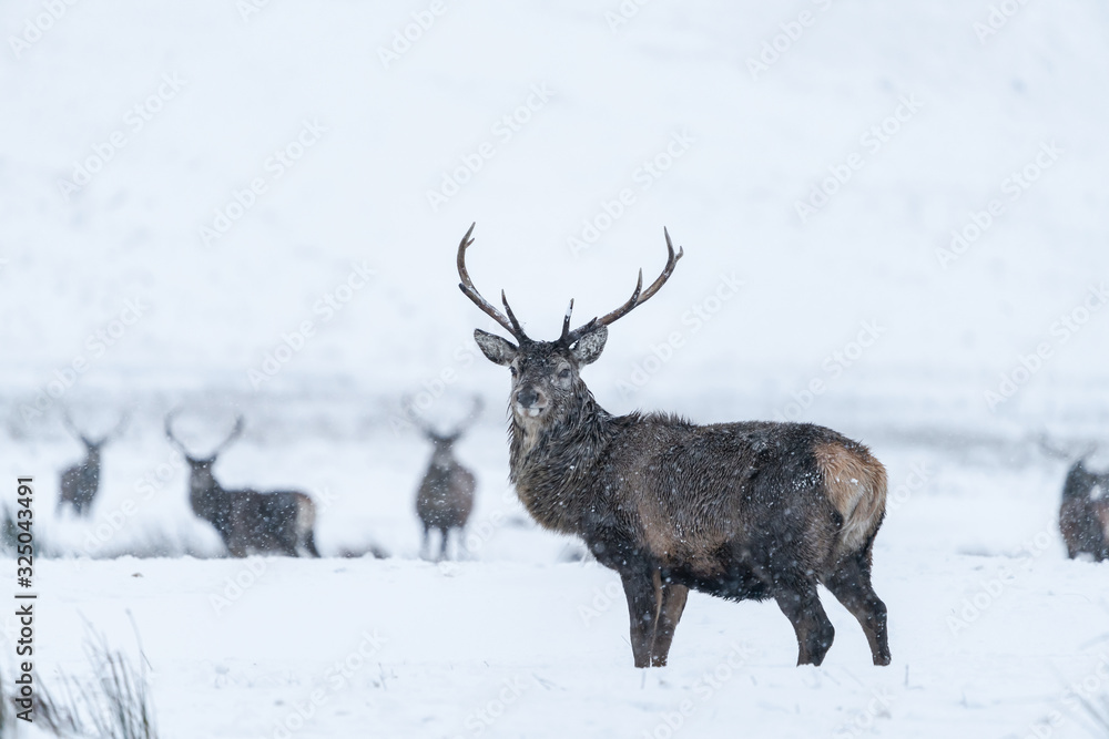 Scottish red deer (Cervus elaphus) in winter snow in Scotland