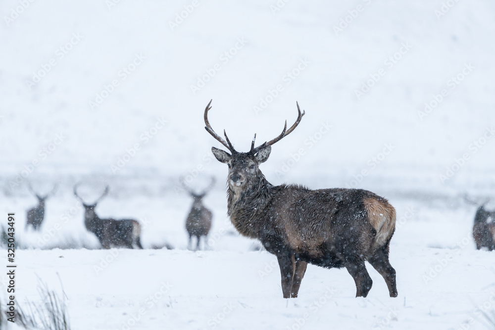 Scottish red deer (Cervus elaphus) in winter snow in Scotland Scottish red deer (Cervus elaphus) in winter snow in Scotland