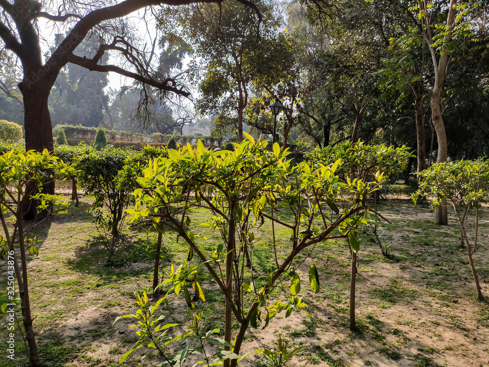 Naklejka premium vineyard in provence france