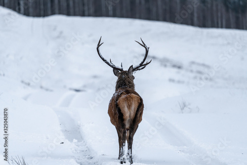 Scottish red deer (Cervus elaphus) in winter snow in Scotland - selective focus © beataaldridge