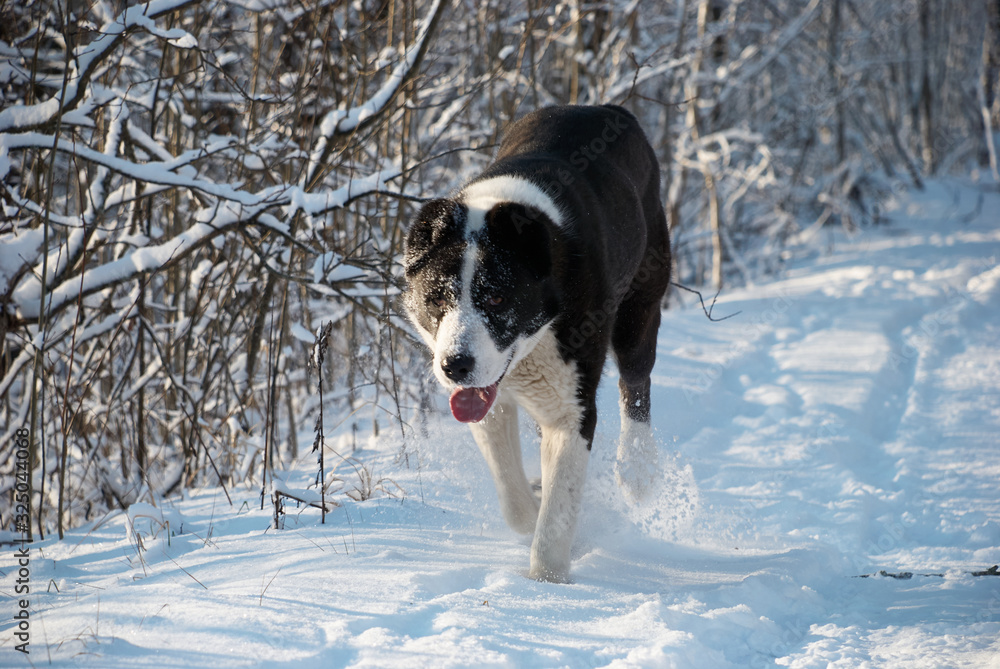 Central Asian Shepherd Dog in the winter forest Central Asian Shepherd Dog in the winter forest