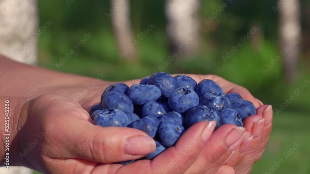 Large beautiful blueberries in female palms on a background of green lawn Large beautiful blueberries in female palms on a background of green lawn