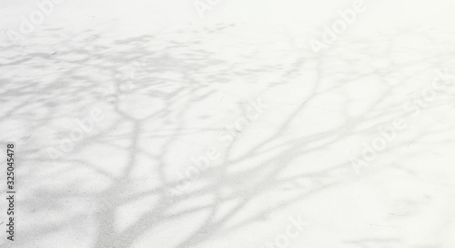 Abstract Shadows, blurred background of gray leaves and natural trees that reflect concrete walls, fallen branches on white wall surfaces for blurred backgrounds and black and white wallpapers.