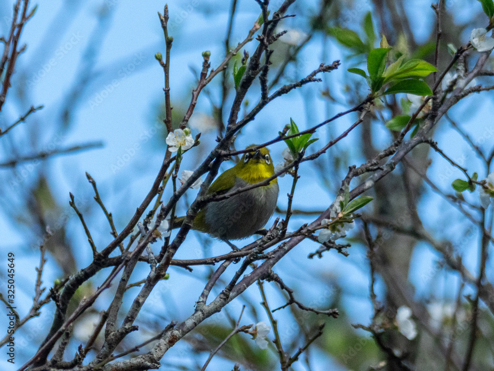Obraz premium Indian white eye or Oriental white eye