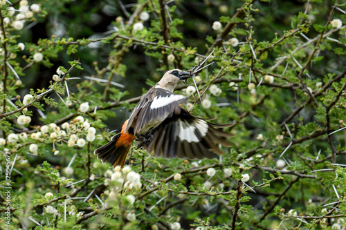 White headed Buffalo Weaver (dinemellia dinemelli) in flight with acacia branch photo