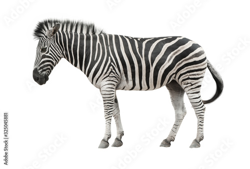 Zebra isolate with clipping path on white background