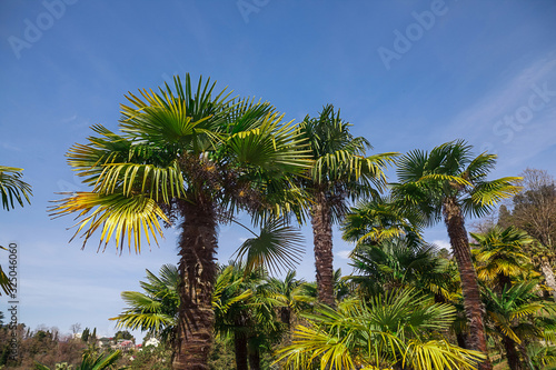 Green palm trees on a background of blue sky